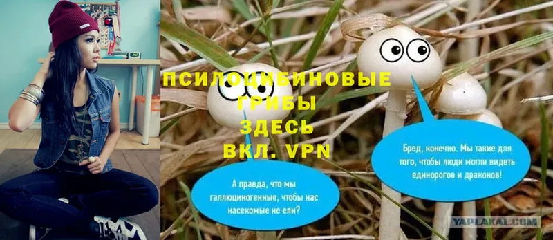 цена   Минусинск  Галлюциногенные грибы Cubensis 